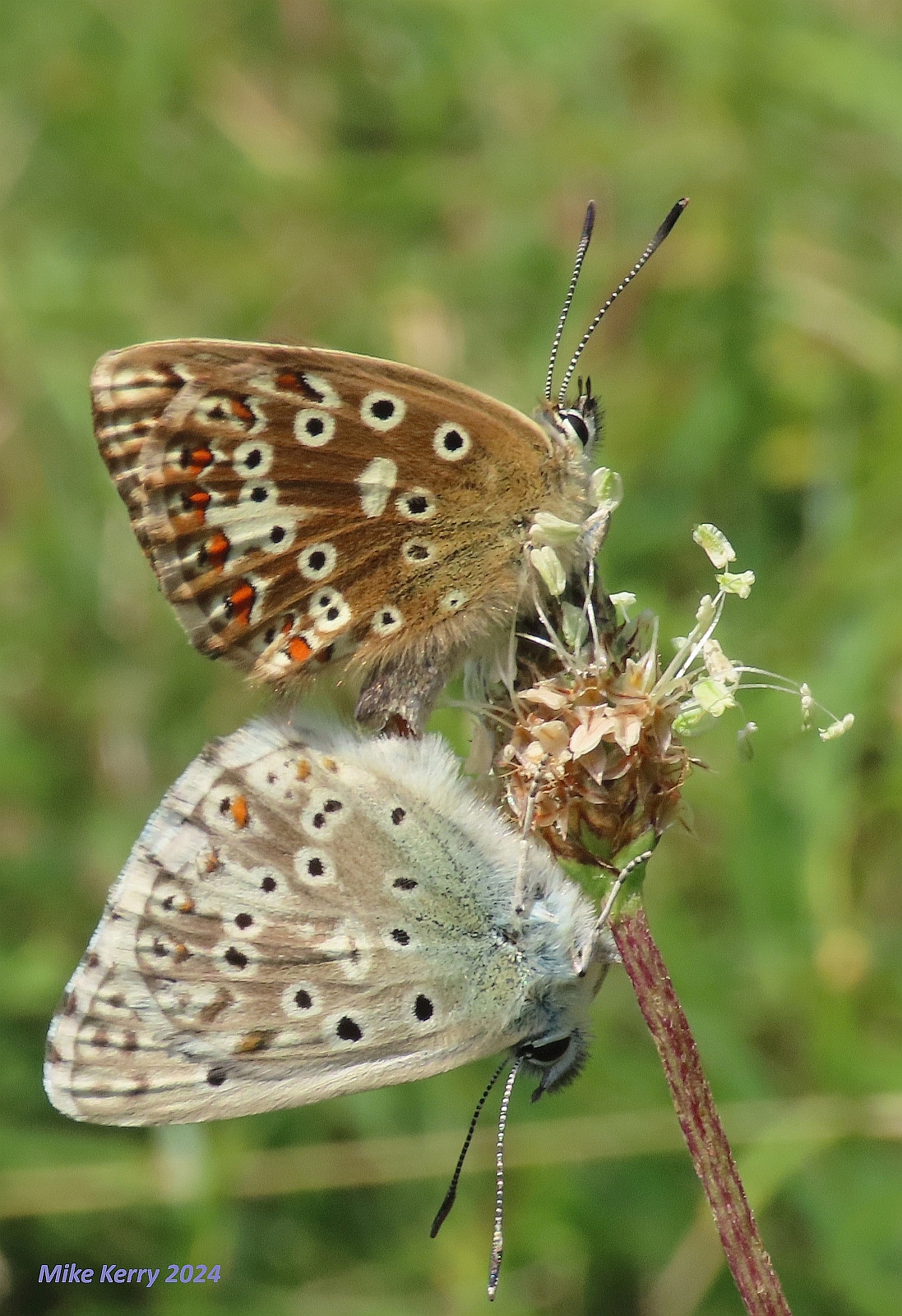 Chalkhill-Blue-pair-2
